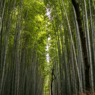 战无双bt满v版果盘版下载